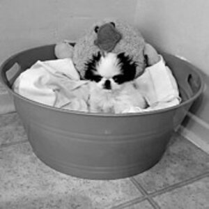 Kathleen Sepulveda - Puppy in a Bucket, Japanese Chin